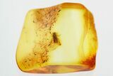 Detailed Fossil False Flower Beetle (Scraptiidae) in Baltic Amber #325393-1